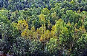 中国最大的原始森林，大兴安岭森林总面积达960万平方米（一望无际）