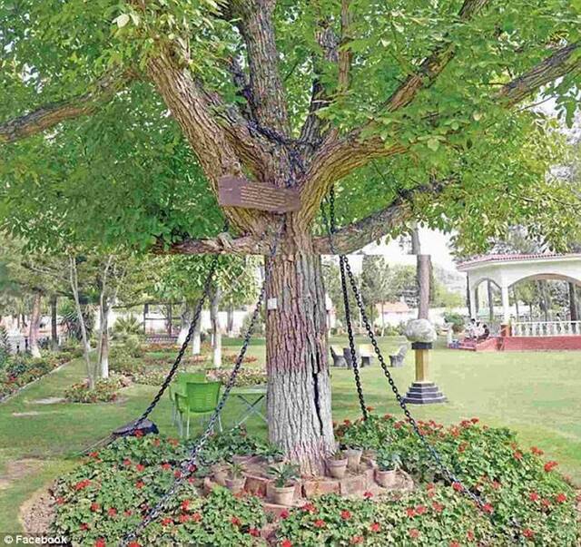 巴基斯坦一棵榕树1898年遭铁炼缠绕囚禁至今 上面写着“我被逮捕了”