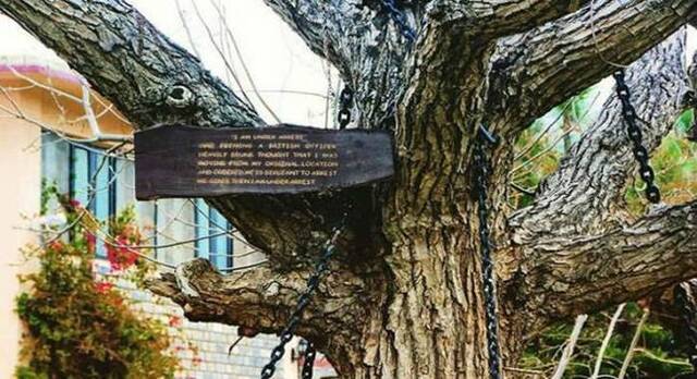 巴基斯坦一棵榕树1898年遭铁炼缠绕囚禁至今 上面写着“我被逮捕了”