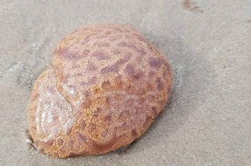 澳洲塔斯马尼亚沙滩出现不明生物 专家称属于群体海鞘