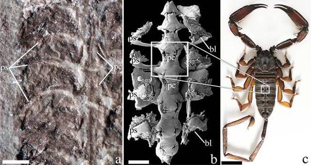 志留纪早期的新种蝎子Parioscorpio venator可能能够离开海洋栖息地爬上陆地