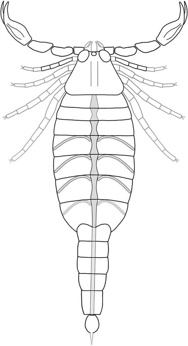 志留纪早期的新种蝎子Parioscorpio venator可能能够离开海洋栖息地爬上陆地