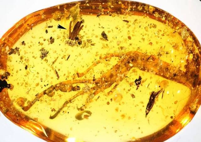 一亿年历史的缅甸琥珀中发现已知最古老的粘液霉菌