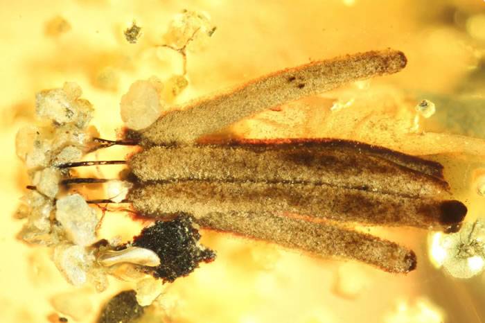 一亿年历史的缅甸琥珀中发现已知最古老的粘液霉菌