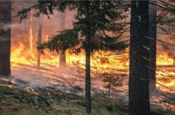 森林大火有什么危害