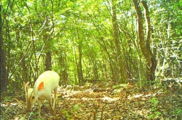 神农架首次拍到罕见白化小麂 此前曾现多种白化动物