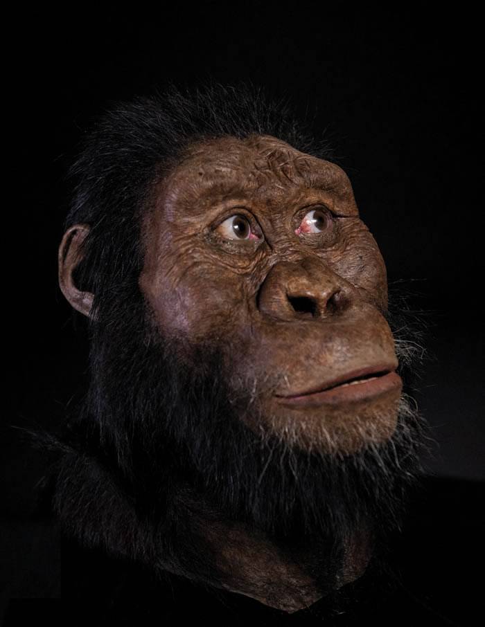 埃塞俄比亚380万年前的南方古猿化石将重绘人类谱系树？