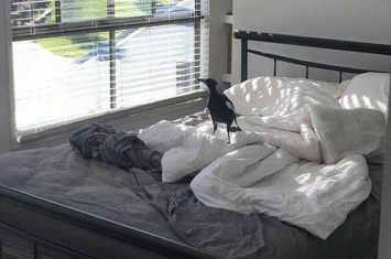 澳洲喜鹊繁殖季节入侵居民床铺当鸟巢