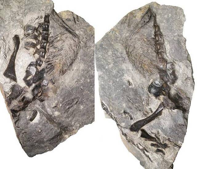 加拿大发现3亿900万年前的蜥代龙化石揭示史前生物开始照顾小宝宝的时间比已知的更早