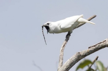 地球上叫得最大声的鸟类——白钟雀