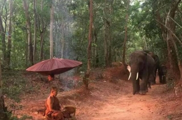 泰国4头大象森林中跪地拜苦僧侣？