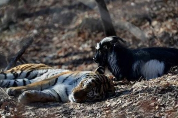 俄罗斯滨海边疆区野生动物园与老虎“阿穆尔”结下传奇友谊的山羊“铁木尔”去世