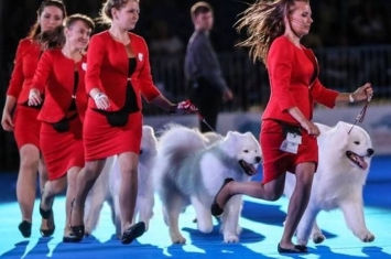 挪威狗会发起签名运动抵制中国上海主办2019年世界狗展