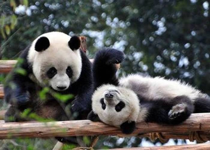 江西抚州拟放养大熊猫 全国第二个野外栖息地