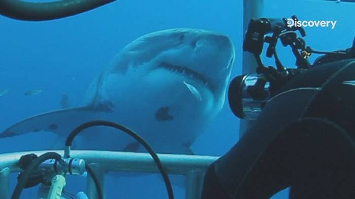 Discovery频道全新系列《鲨鱼周》将带领观众“鲨”出血路