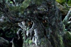 揭秘非洲蛇树是真的吗，非洲蛇树吃人视频/图片