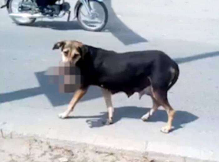 巴基斯坦出现骇人听闻一幕：狗在闹市街头叼着人类婴儿尸体