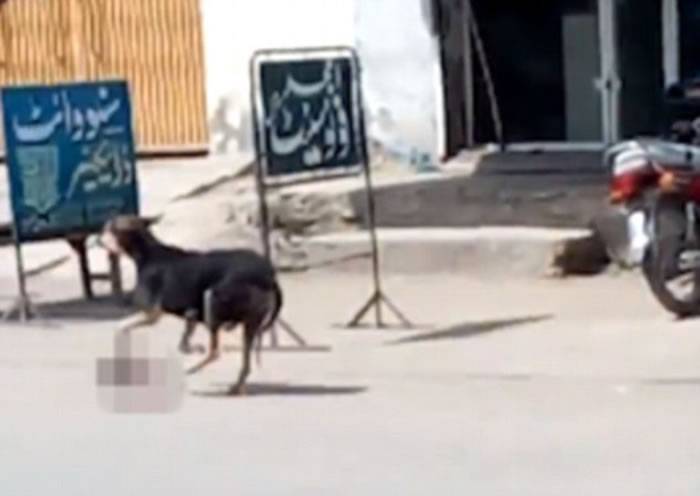 巴基斯坦出现骇人听闻一幕：狗在闹市街头叼着人类婴儿尸体