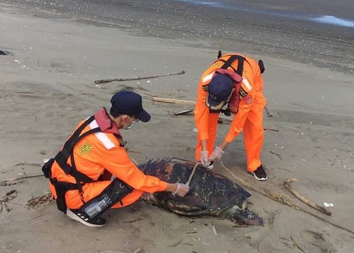 台湾苗栗后龙外埔海宝沟沙滩发现一只死亡的绿蠵龟