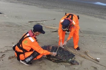 台湾苗栗后龙外埔海宝沟沙滩发现一只死亡的绿蠵龟