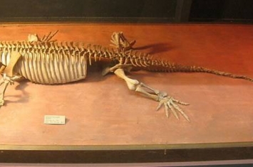 加拿大发现的3亿年前蜥代龙化石揭示已知最早的表明四肢脊椎动物照顾幼崽的证据