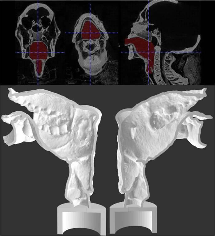 考古学家利用电脑断层扫描及3D打印技术重塑3000年前古埃及祭司木乃伊声道