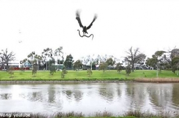 澳洲墨尔本老鹰抓到蛇后竟然往人群丢