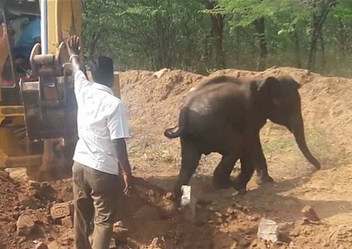 印度泰米尔纳德邦村落年幼大象误坠蓄水池 众人靠堆土机开路救援