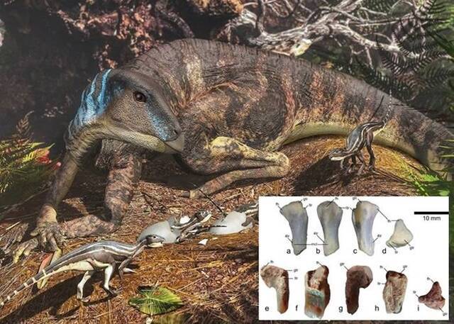 澳大利亚发现的2.5厘米化石胫骨揭1亿年前南极恐龙生态