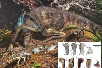 澳大利亚发现的2.5厘米化石胫骨揭1亿年前南极恐龙生态