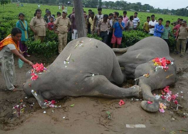印度两头大象迁徙途中误触电线杆遭电死