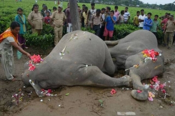 印度两头大象迁徙途中误触电线杆遭电死