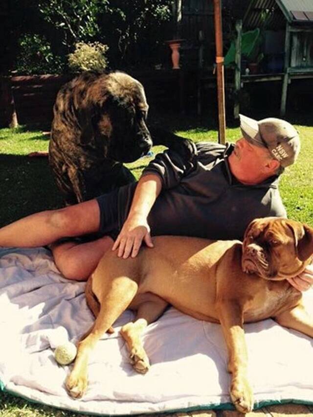 澳大利亚最大的狗：英国獒犬Baron重达113公斤