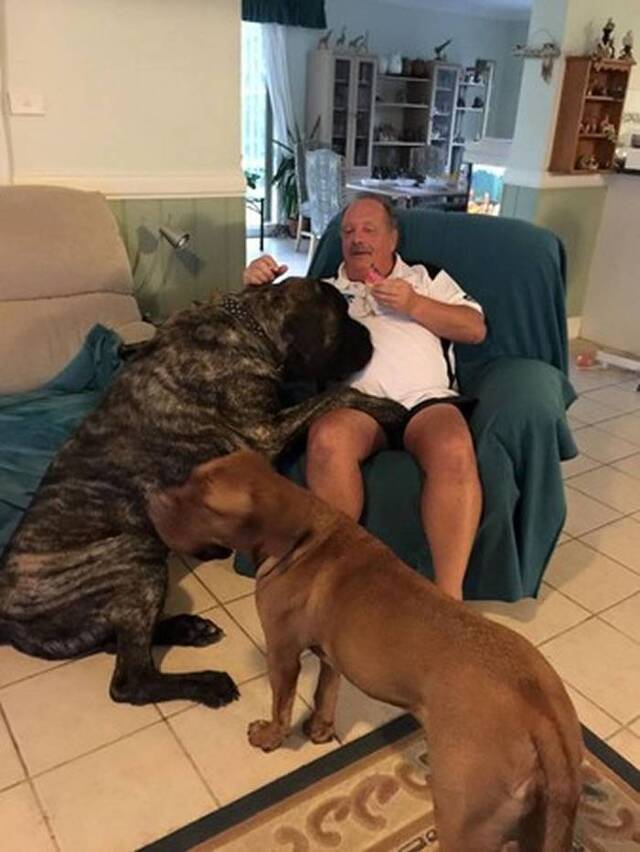 澳大利亚最大的狗：英国獒犬Baron重达113公斤