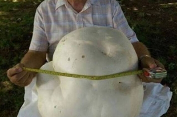 加拿大老人寻获巨型蘑菇 请孙女拍照传上网