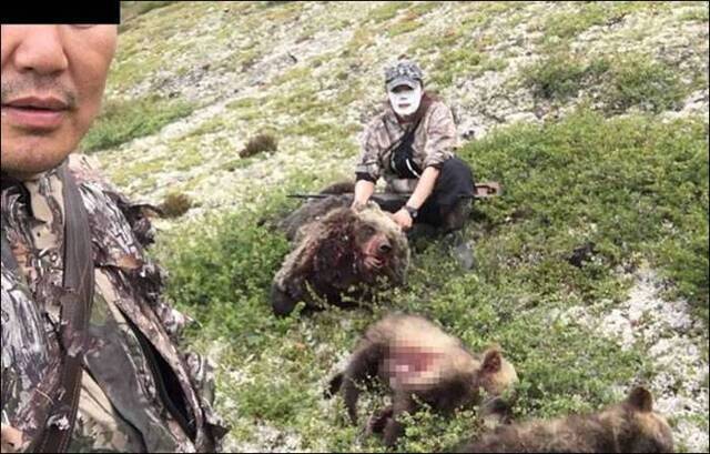 俄罗斯西伯利亚蒙面女猎人枪杀母棕熊与两只小棕熊 开心拍合照引发众怒
