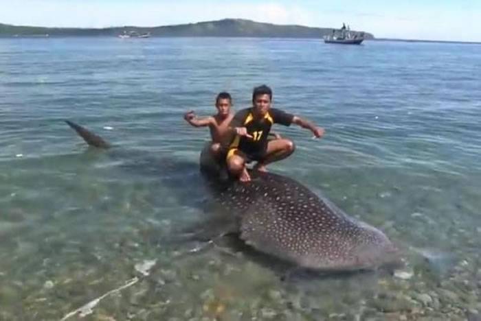 印尼渔夫抓小鲸鲨绑海边 俄罗斯旅客用75美元放回大海