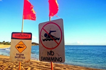 美国夏威夷51岁女子海滩遭鲨鱼袭击