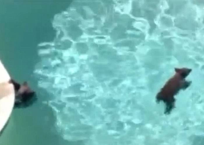 美国加州熊妈妈带同幼子走入社区畅泳消暑