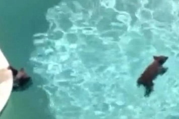 美国加州熊妈妈带同幼子走入社区畅泳消暑