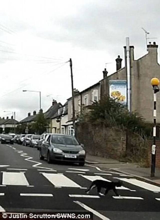 英国聪明猫遵守交通规则过马路走斑马线