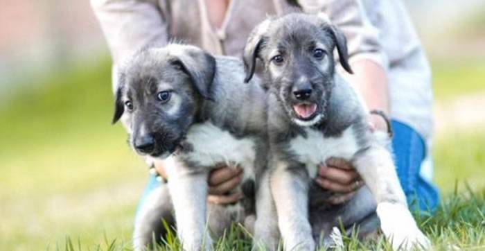 历史时刻：南非出生首对狗双胞胎