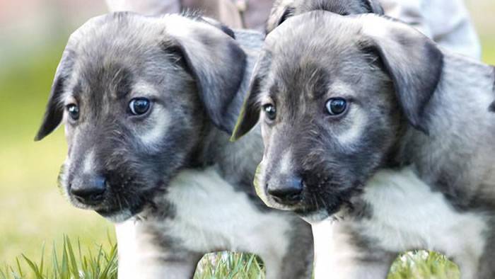 历史时刻：南非出生首对狗双胞胎