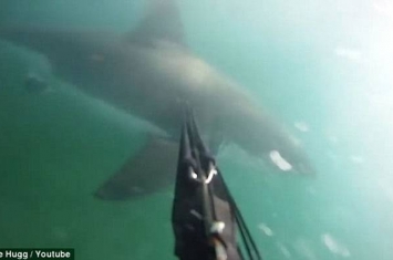 美国加州男子潜水遭巨鲨咬脚 以为友人“整蛊”