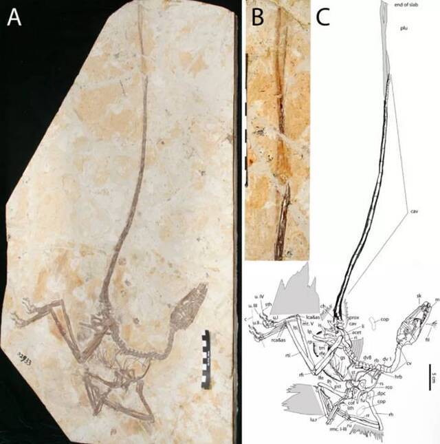 袖珍“舞龙”Wulong bohaiensis化石为研究恐龙与鸟类之间的联系提供新思路