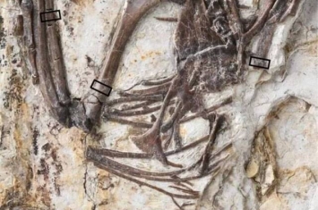 早白垩世反鸟类“娇小意外鸟”化石中的“下蛋特需”髓质骨