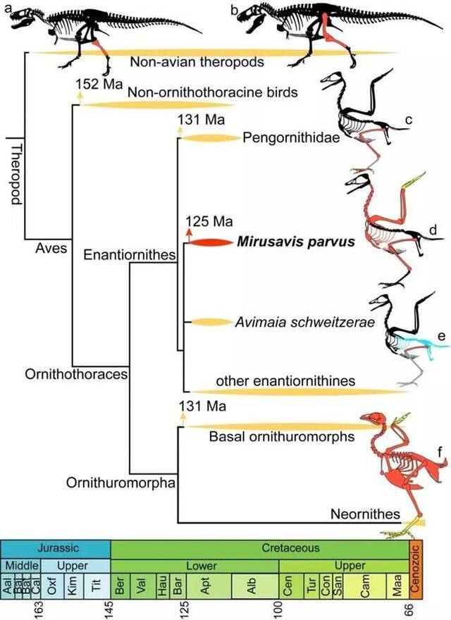早白垩世反鸟类“娇小意外鸟”化石中的“下蛋特需”髓质骨