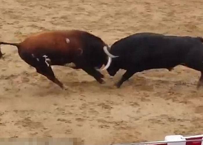西班牙残忍节庆活动 半吨重蛮牛互牴双亡