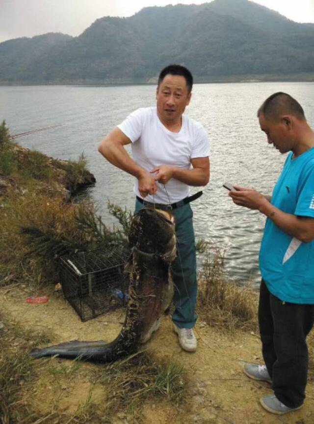 辽宁大连男子在西山水库钓到30公斤重大鲶鱼