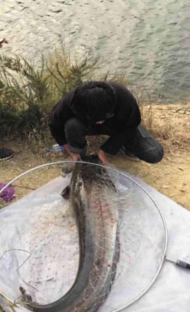 辽宁大连男子在西山水库钓到30公斤重大鲶鱼